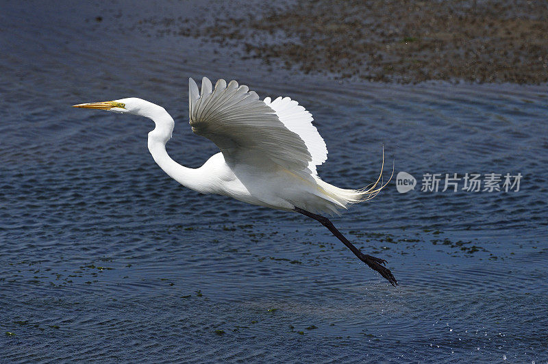 大白鹭在沼泽上空飞行