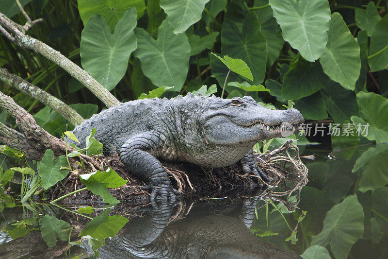 美国短吻鳄出现在佛罗里达沼泽