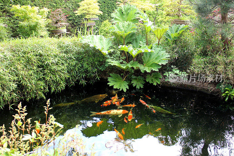 大锦鲤在日本花园池塘觅食