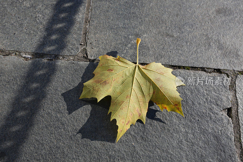秋天，不列颠哥伦比亚省维多利亚人行道上的黄色枫叶
