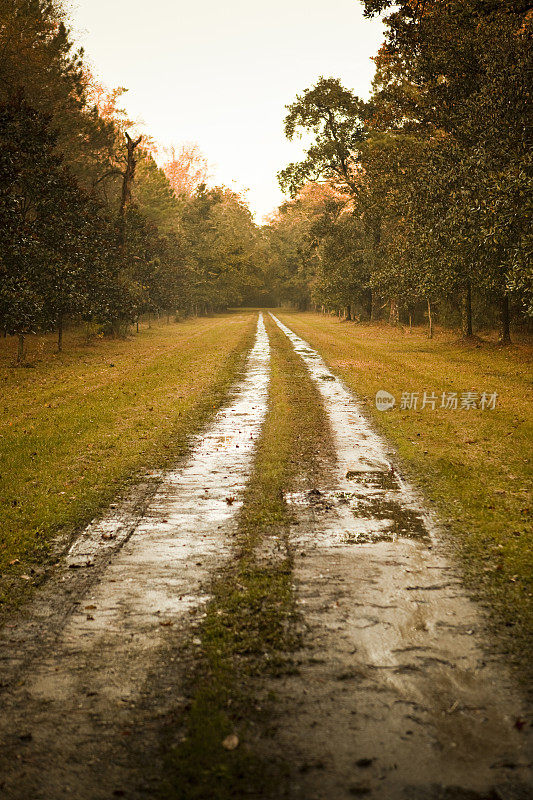 种植森林公路