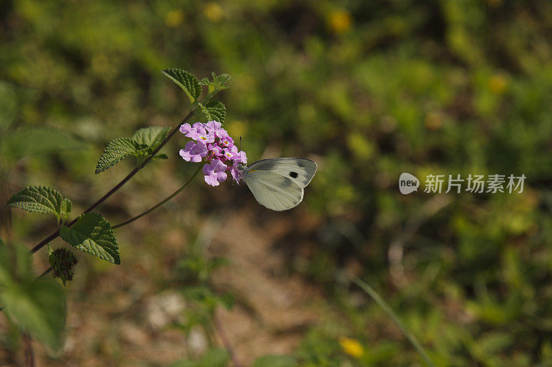 收集蜂蜜