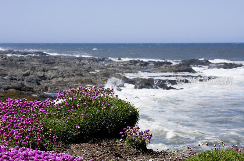 沿海的花