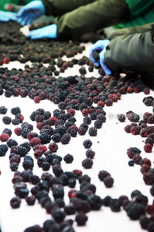 加工黑莓汁工业