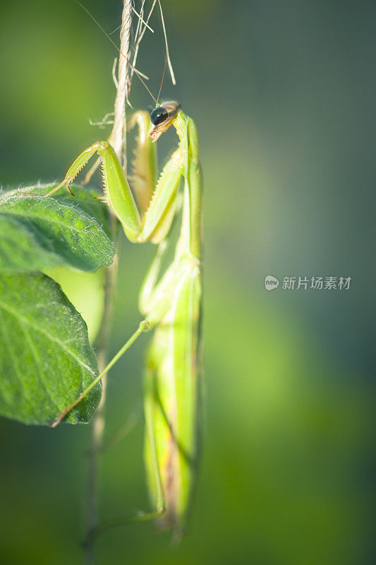 菜园里的螳螂