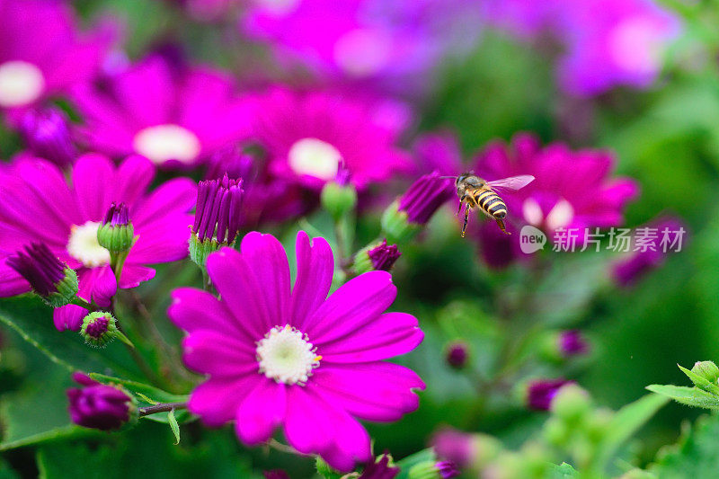 蜜蜂从花中采集花蜜