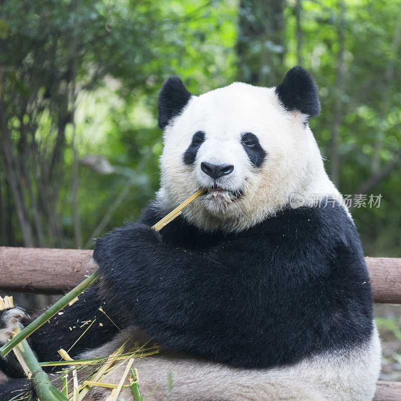 中国的熊猫