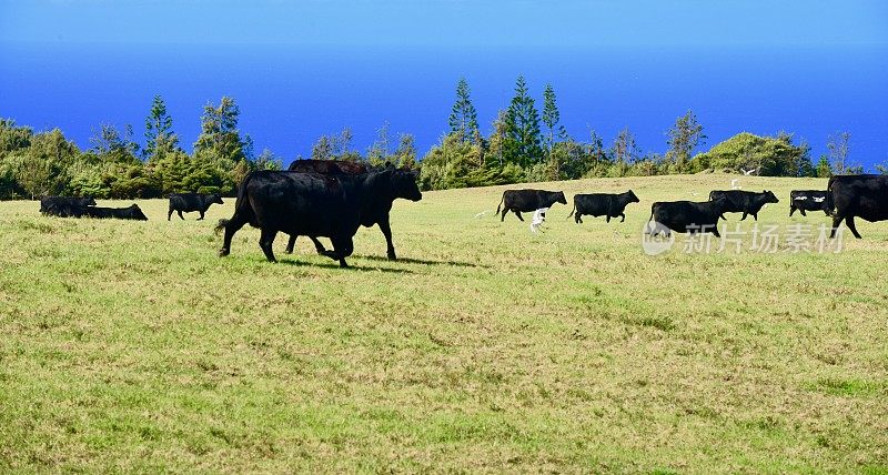 夏威夷牛牧场