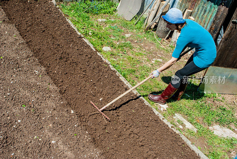 在菜园里用耙子准备凸起的花园床