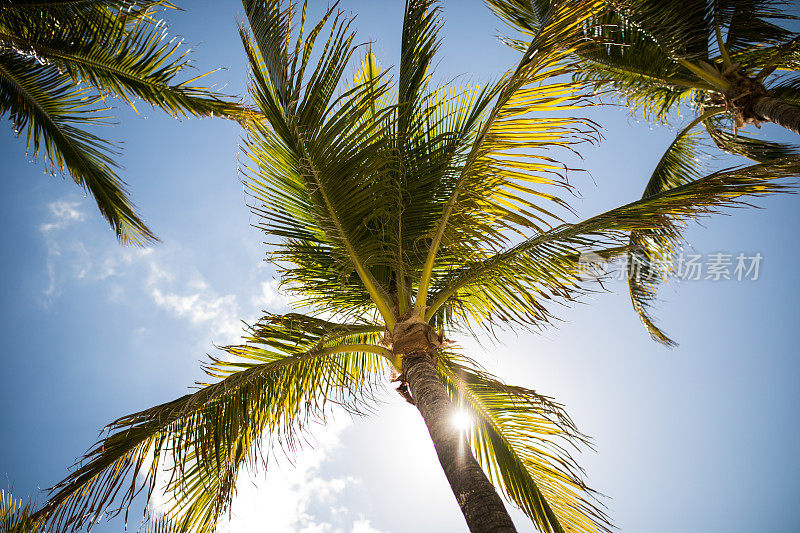阳光穿过棕榈树的叶子