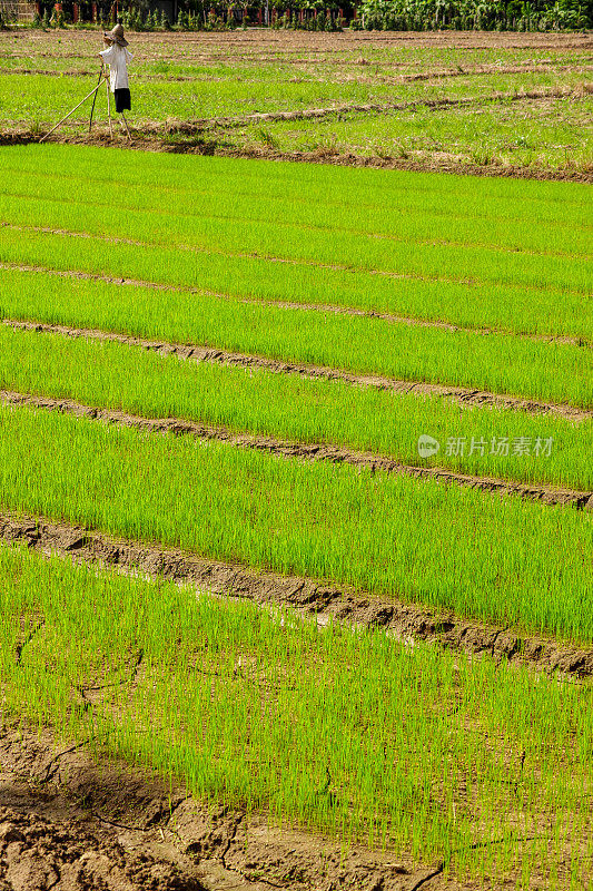 在泰国，由稻草人保护的新鲜稻苗从种子中生长出来。