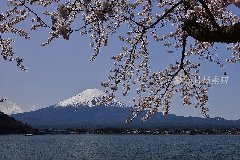 富士山和川口湖的樱花