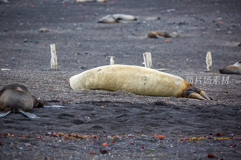 南极洲:欺骗岛上的象海豹