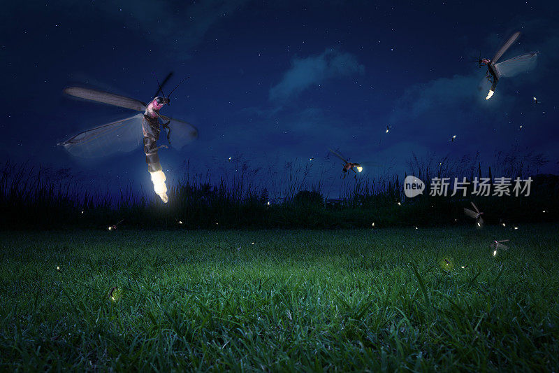晚上草地上真正的萤火虫
