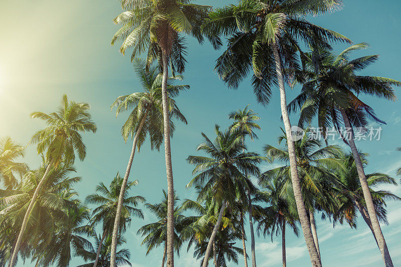 椰子树和蓝绿色的印度洋