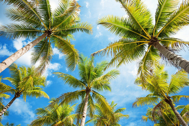 棕榈树和蓝天的背景