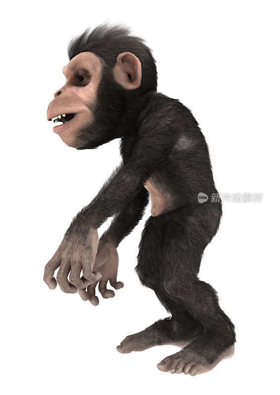 3D渲染小黑猩猩在白色