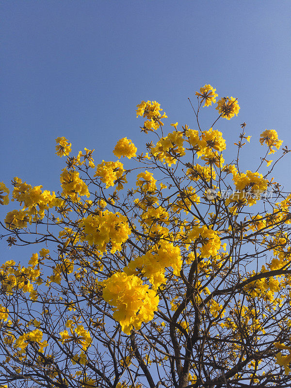 花树_巴西黄冰