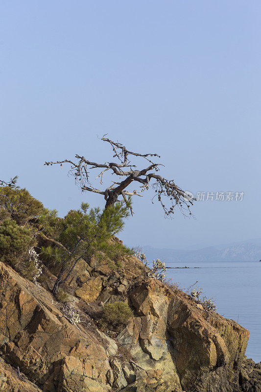 位于土耳其博德鲁姆格拉的爱琴海戈科娃湾山上的松树