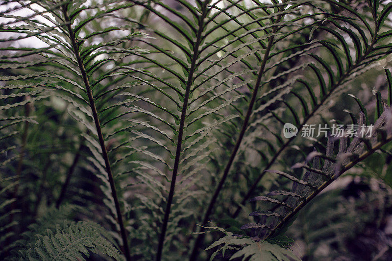 植物园里蕨类植物的叶子