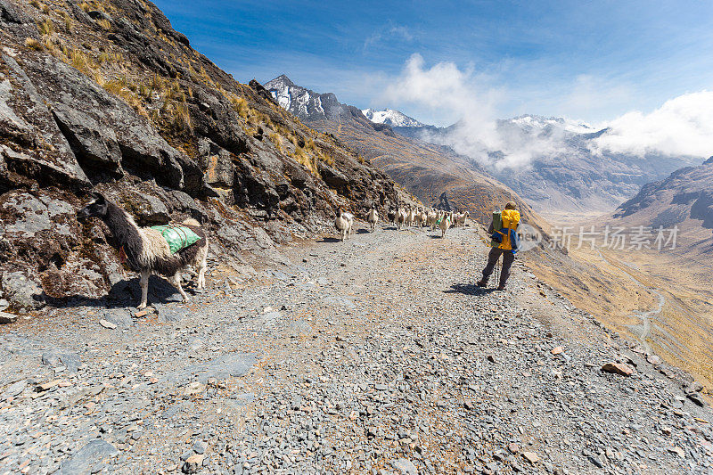 玻利维亚山区，一群驮着沉重货物的大羊驼。