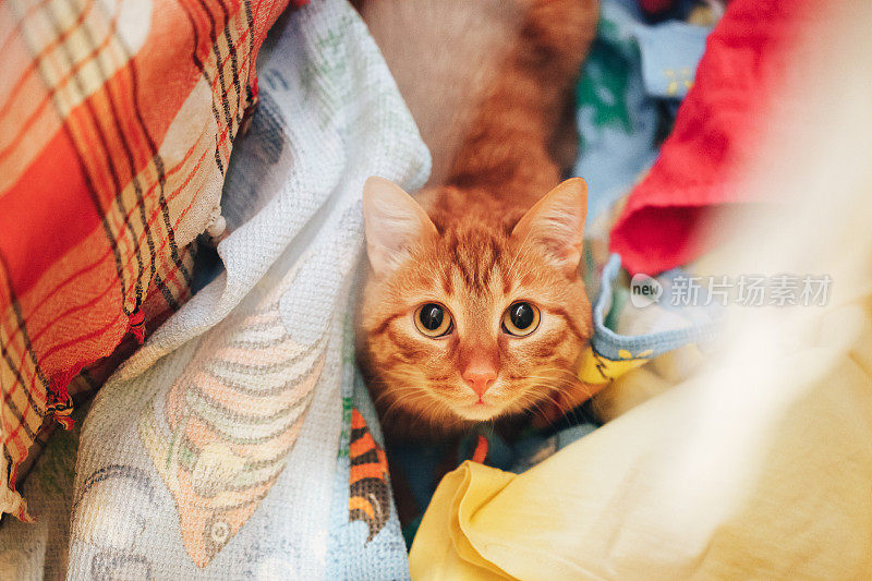 姜红色猫和衣服烘干机