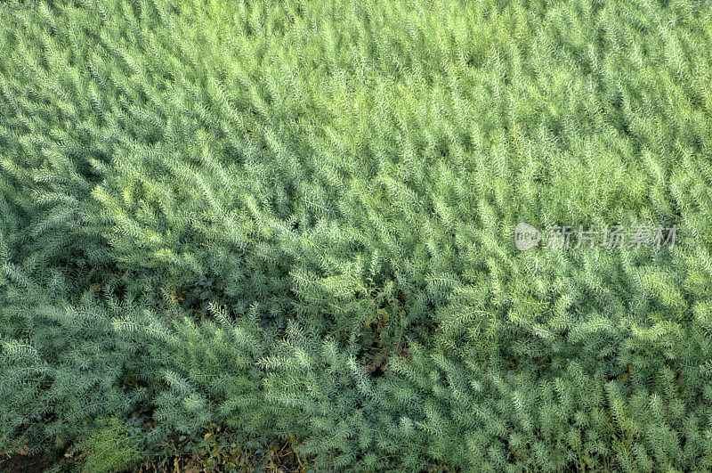 油菜花领域