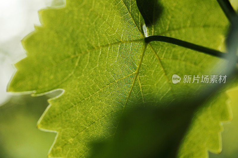 无花果叶细节