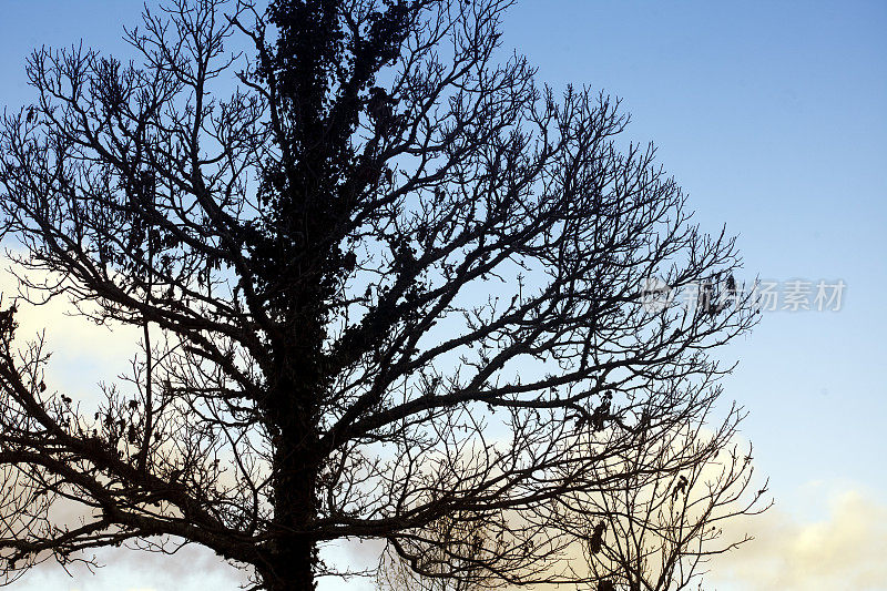 冬天黄昏时橡树的剪影。
