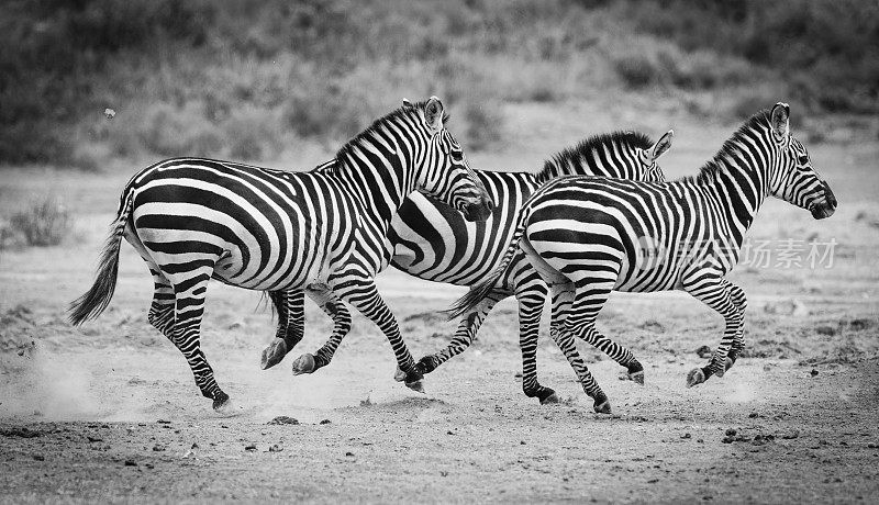 斑马在非洲奔跑