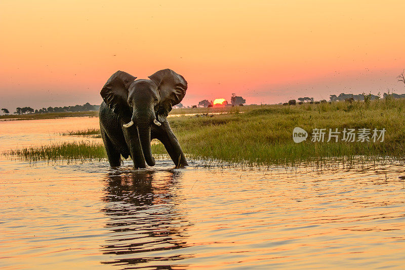 黄昏时分，丘比河中的非洲象