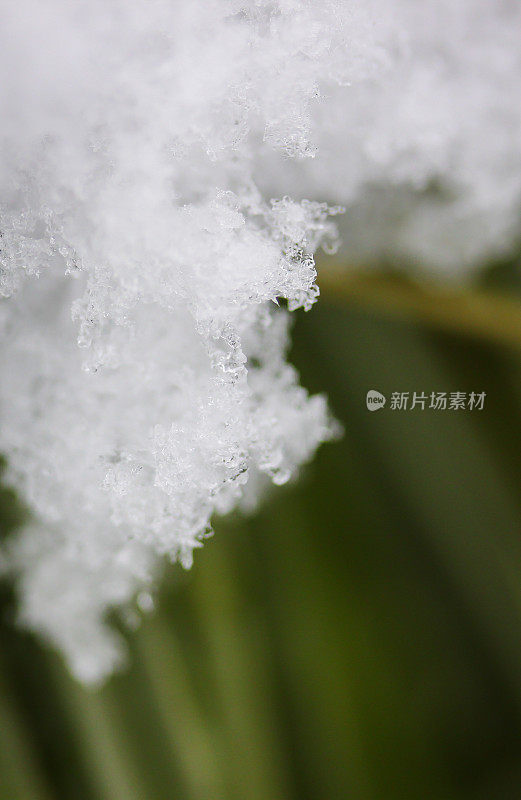 雪晶靠近植物