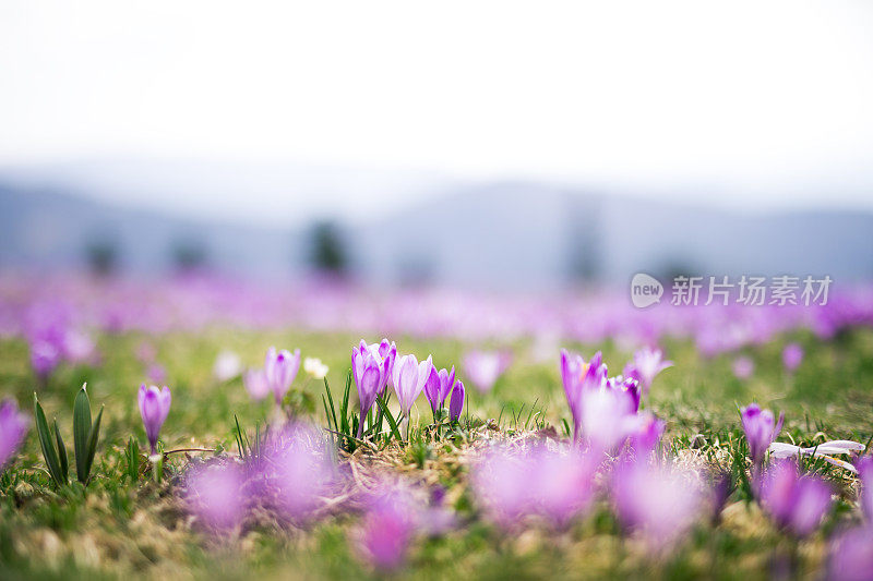 番红花属草甸