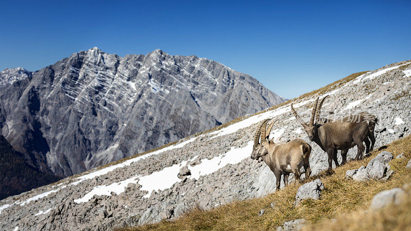 阿尔卑斯山贝希特斯加登国家公园瓦茨曼山前的一只高山野山羊