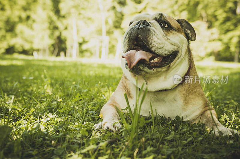 疲惫的女性牛头犬