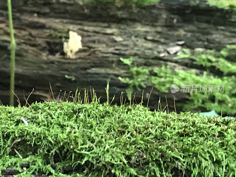 腐烂树干上的小苔藓