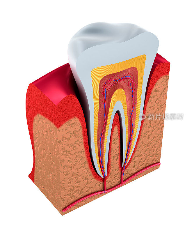牙齿的一部分。有神经和血管的牙髓。三维演示