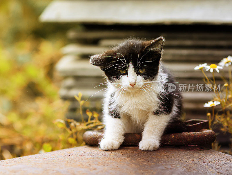 在一个阳光明媚的日子里，一只可爱的小猫坐在街上，眼神悲伤