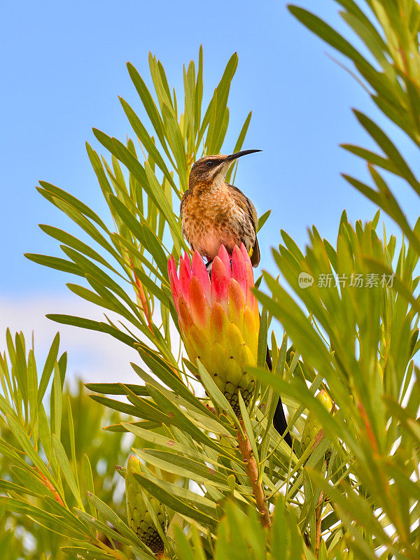 南非一种花上栖息的角糖鸟(角糖鸟)
