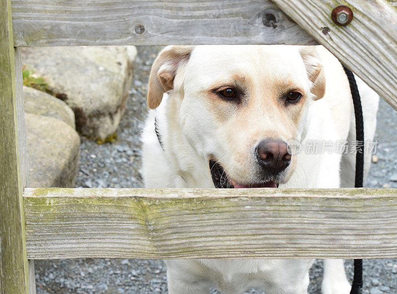 一只拉布拉多猎犬和一扇木门