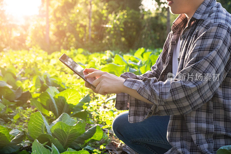 农学家使用平板电脑在农地上，并在收获前进行检查。农业技术的概念。