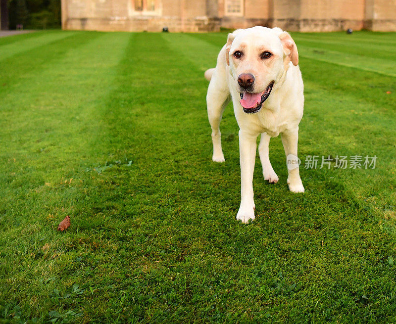 英国的拉布拉多寻回犬