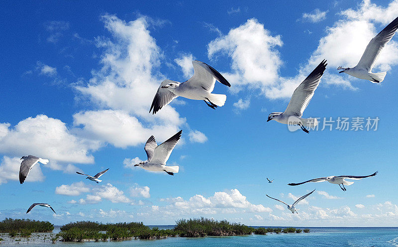 蓝天，飞翔的海鸥