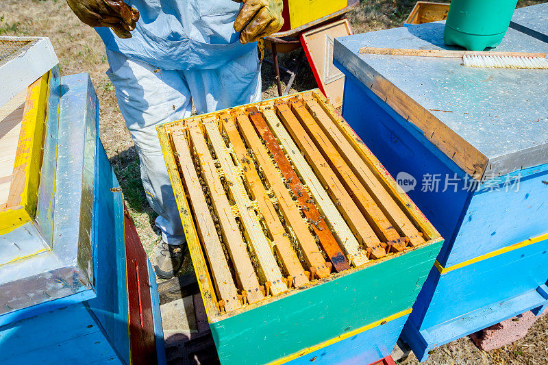 养蜂人、养蜂人正在收获蜂蜜，佳酿
