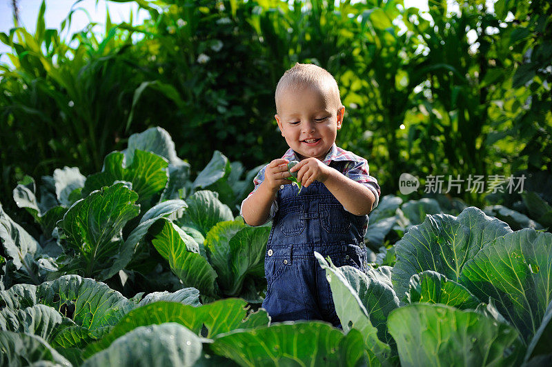 菜园里的小孩。