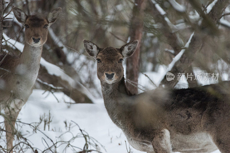在白雪覆盖的树林里休养的鹿