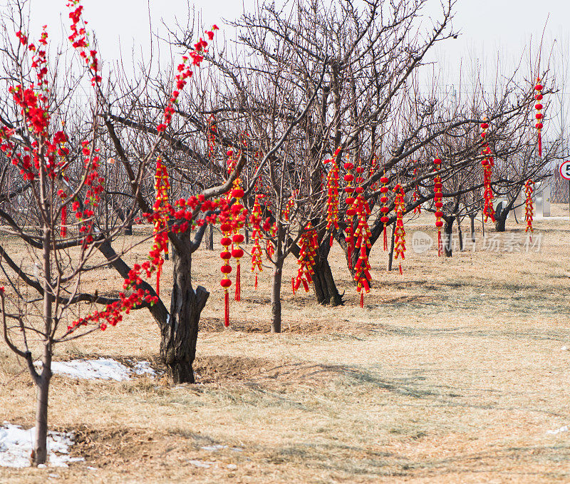 树在中国的春节。