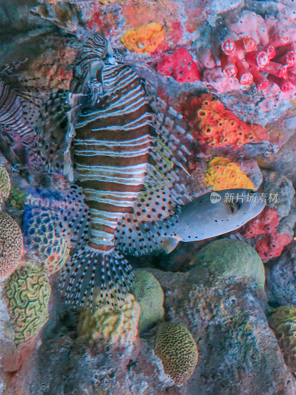 彩色水族馆鱼缸，伪装鱼游泳