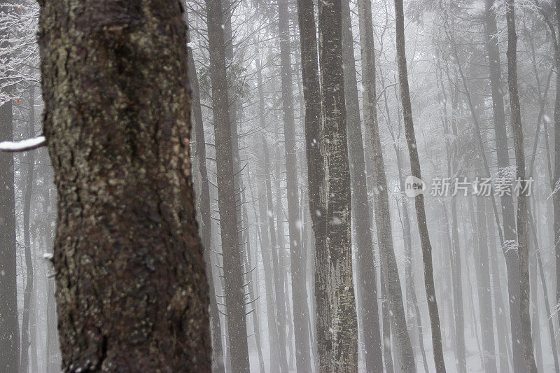 树干在白雪覆盖的森林里