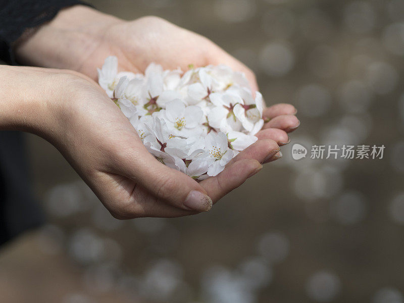 女人手掌上的樱花